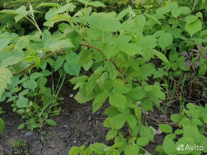 Саженцы ремонтантной малины