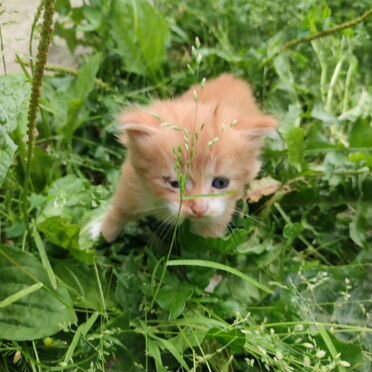 Персидский котёнок