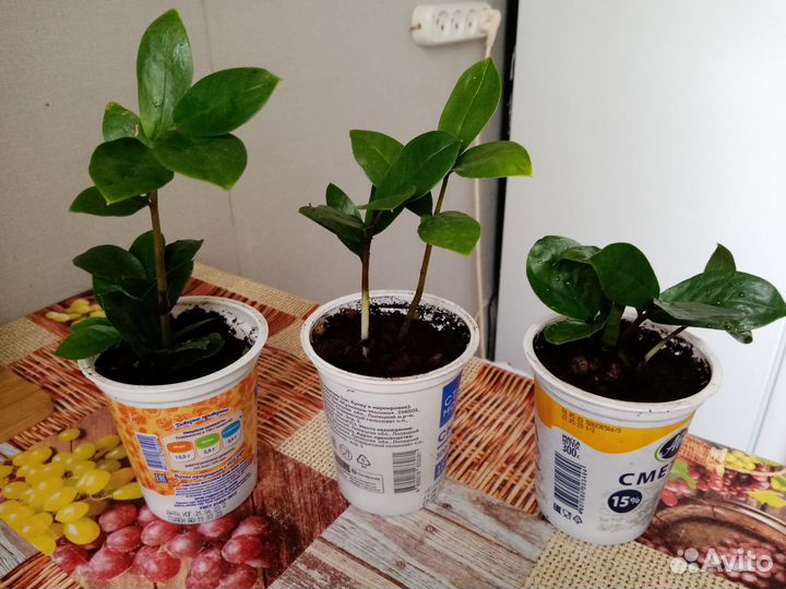 Продам цветы комнатные