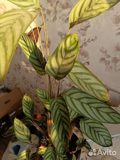 Калатея ктенанта