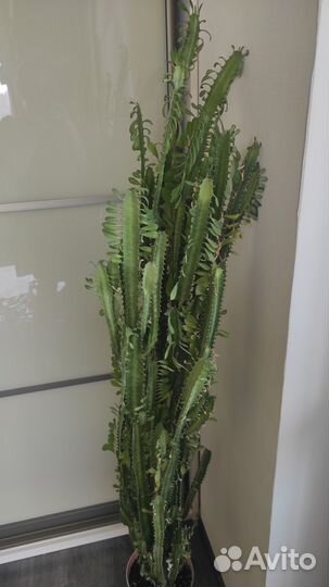 Молочай колючий