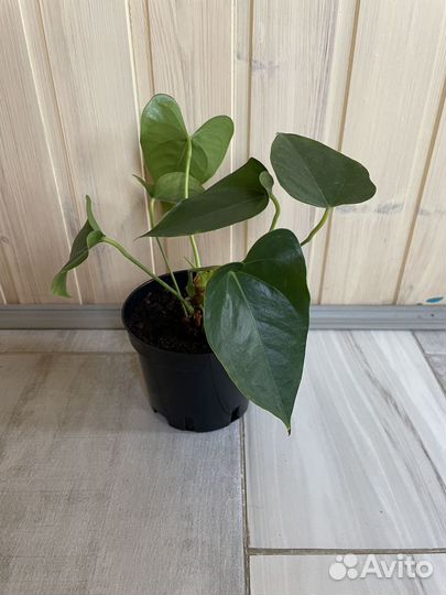 Комнатные цветы антуриум (мужское счастье)