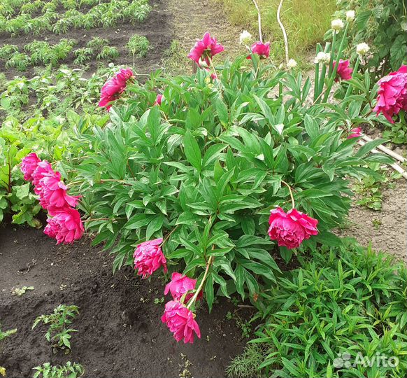 Пионы саженцы