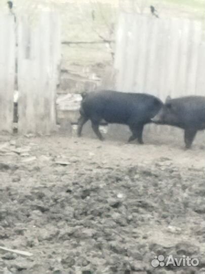 Кабаны на племя