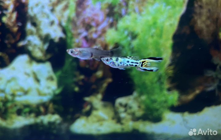 Гуппи кросс