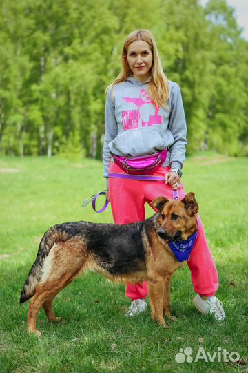 Собака -праздник Забава из приюта Некрасовка