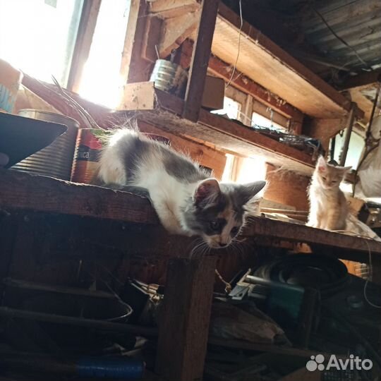 Котята (мать крыселовка)