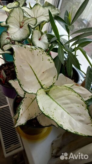 Аглаонема Вайт Джой