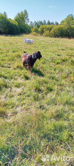 Продам козла