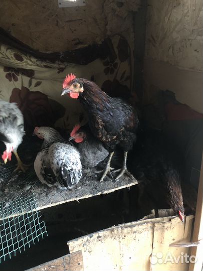 Петухи доминанты 4 мес