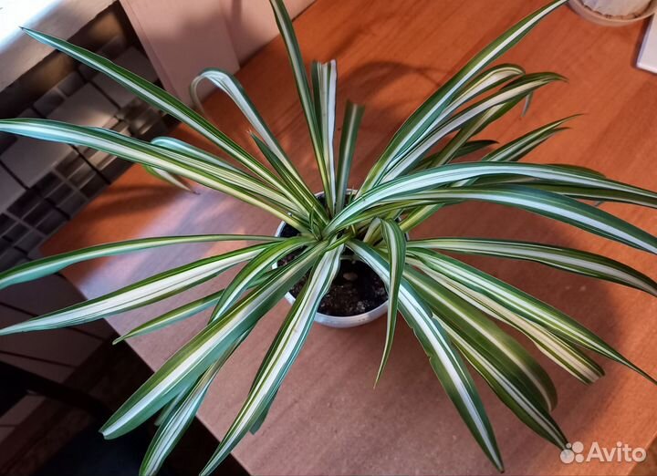 Хлорофитум