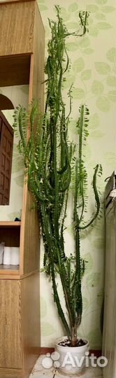 Молочай трехгранный