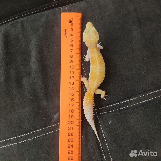 Ящерица эублефар