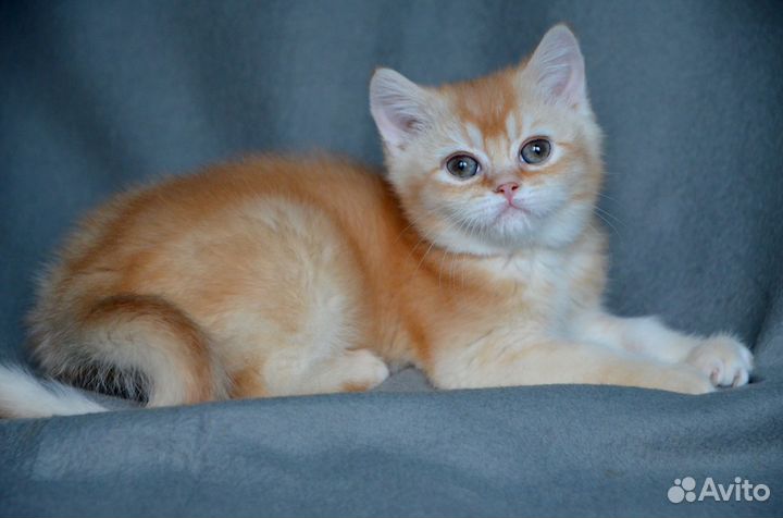 Британский котенок шиншилла мпльчик