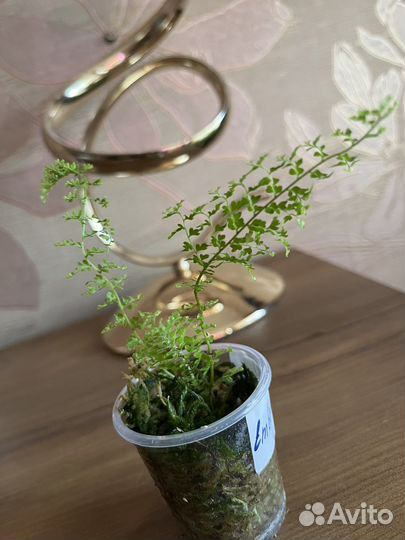 Папоротник комнатный