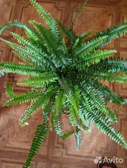 Папоротник