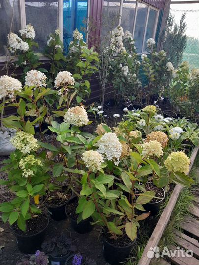 Гортензия метельчатая