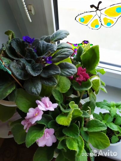Глоксинии,фиалки махровые
