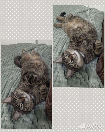 Передержка котиков