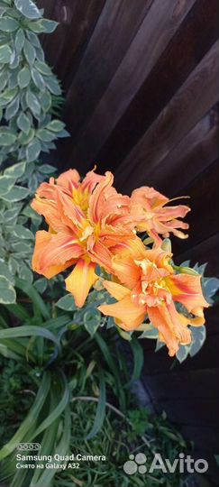 Лилейники набором