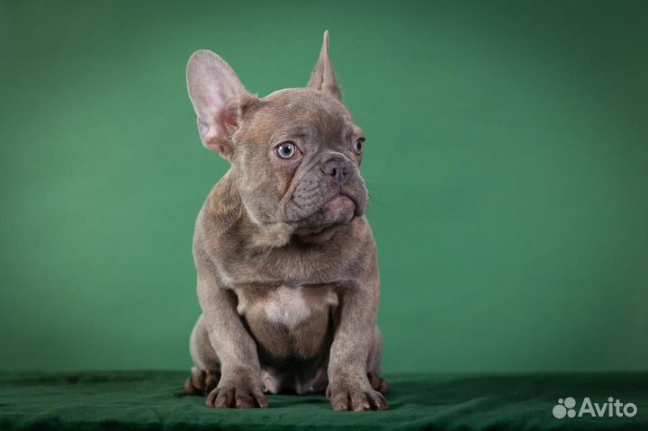 Французский бульдог