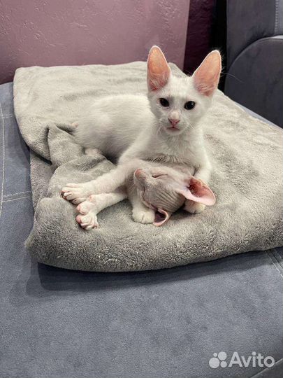 Канадский сфинкс