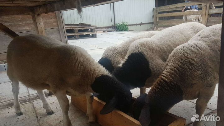 Бараны дорпер