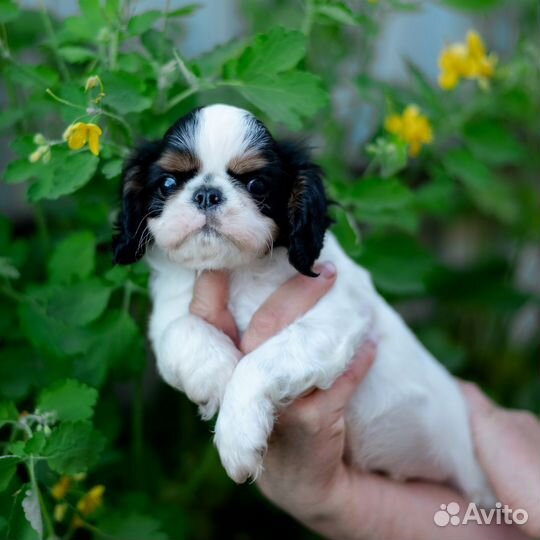 Кинг чарльз спаниелька