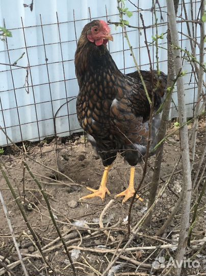 Петухи Брама изабель, Леггорн долматинец,Виандот