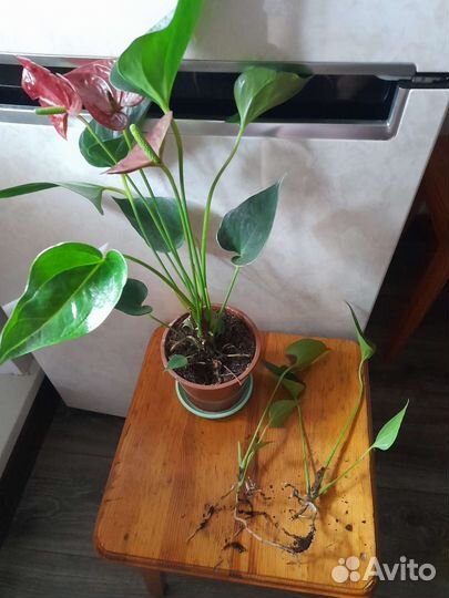 Стефанотис продаваемое растение фото 2