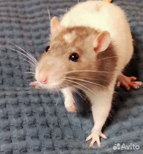 Крысы бесплатно
