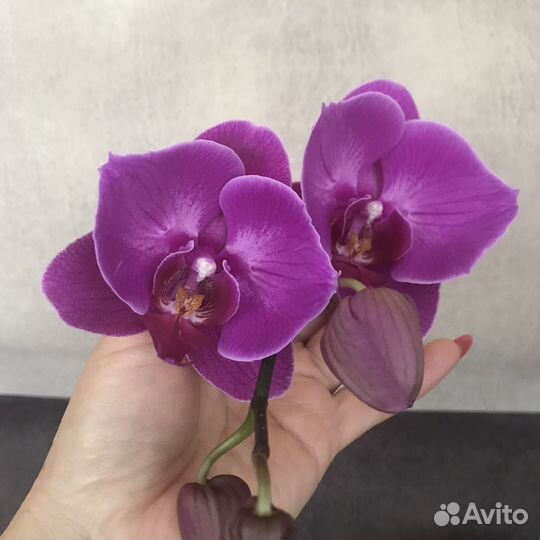 Орхидея бабочка