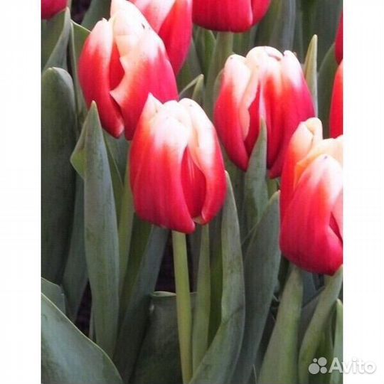 Луковицы сортовых тюльпанов