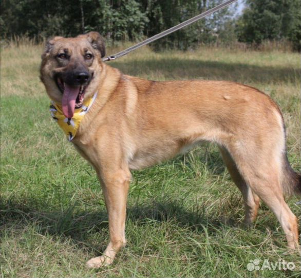 Собака в добрые руки, Кози