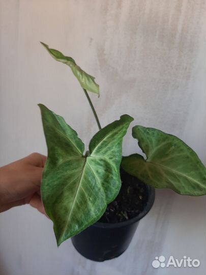 Юкка комнатная пальма, эсхинантус кактус