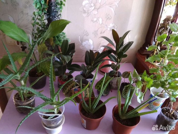 Алоэ и Алое Вера