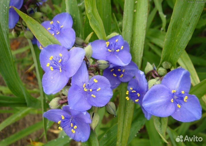 Традесканция садовая