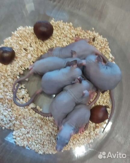 Крыса сфинкс