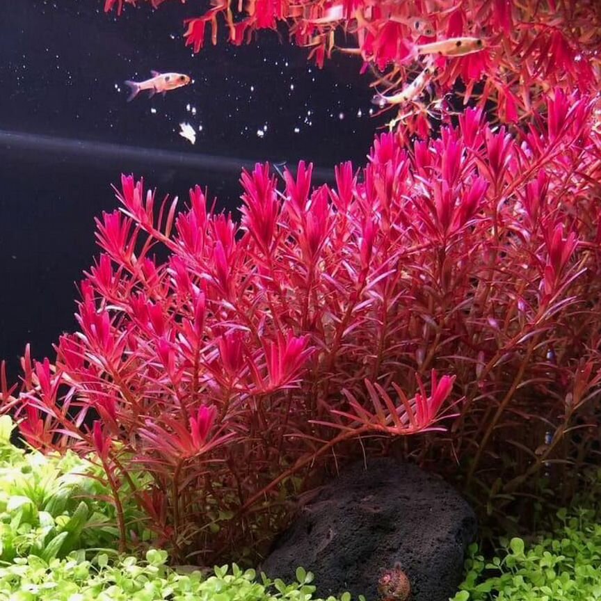 Растение для аквариума ротала хра - Rotala HRa