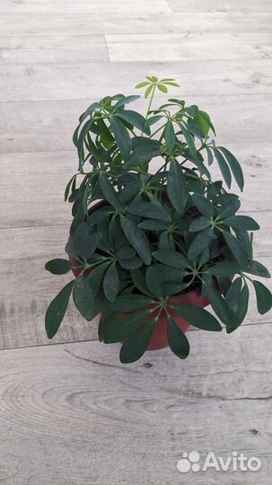 Комнатные цветы шефлера