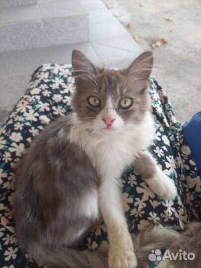 Кошка и котята в добрые руки