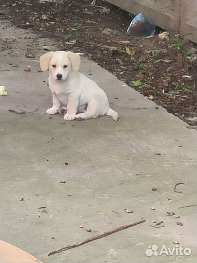 Малыши щенки в поисках семьи, в добрые руки