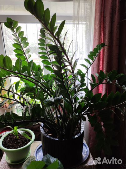 Замиокулькас