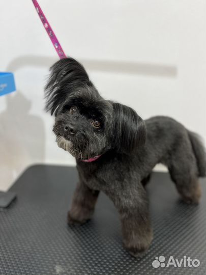 Стрижка собак, груминг сочи