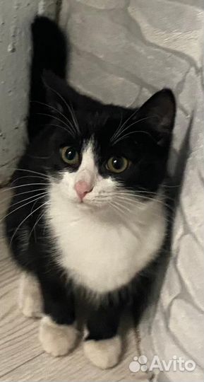 Кошка в дар