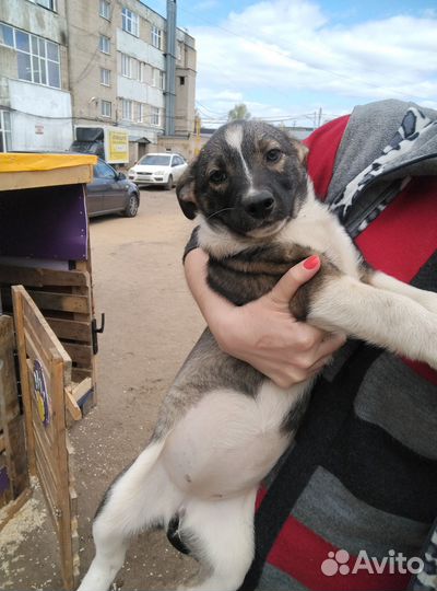 Щенки для охраны