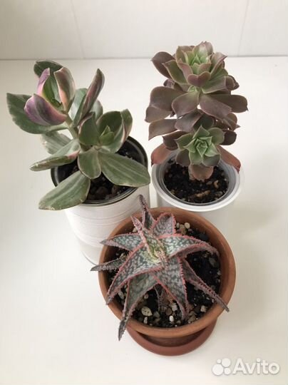 Гастерия, крассула кучерявая