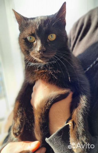 Черный котенок в хорошие руки