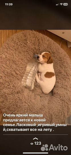 Щенки джек рассел терьер гладкошерстный