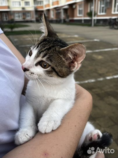 Котенок мальчик 3 месяца в добрые руки